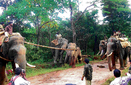 On the one hand mahouts and kaavadis at Mathigodu elephant camp have boycotted their duties and are protesting against the arrest of one of their colleagues and on the other hand, the elephants at the camp have gone on rampage and have damaged kitchen and godown at the camp. DH File Photo