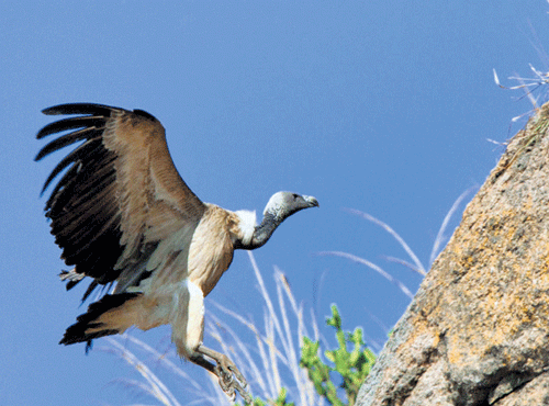 Taken for granted since time immemorial, few have noticed the rapid decline in the number of vultures in India until disaster struck. Some frantic research and concerted efforts over the past few years have just begun to stabilise the numbers, DH photo