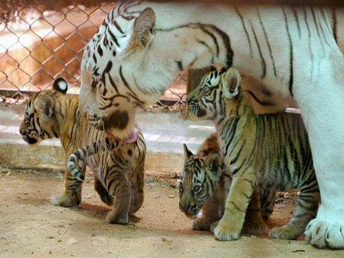 'To ensure that the inmates do not suffer from dehydration, drinking water has been provided in enclosures and more ponds have been dug around the zoo,' said Dr C Suresh, Mysore Zoo Veterinarian. PTI file photo