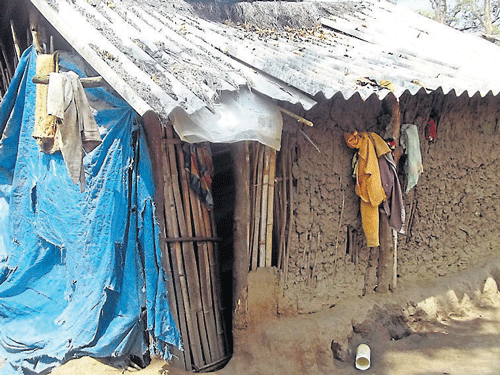 Huts of tribals at Banavara tribal colony, in Somwarpet. DH Photo