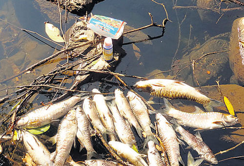 The fish that have been 'poisoned' to death by fishermen in the Bisile Reserve Forest. dh photo