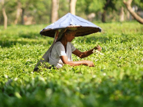 It's an annual affair in Assam's lush tea gardens. As sporadic showers from March build up to a full-blown monsoon a few months later, what looms is the threat of malaria and other vector-borne diseases that often cause death, with children the most vulnerable. PTI Photo