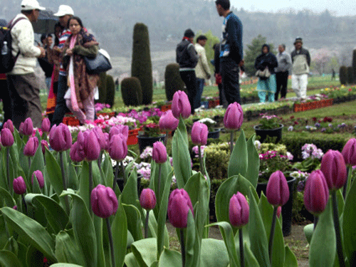 Asia's largest Tulip garden on the banks of Dal Lake here was thrown open to visitors today, even as the inclement weather conditions have delayed blooming of majority of the bulbs. PTI Photo