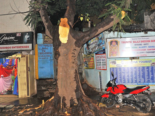 Various non- government organisations from across India are a part of the India Biodiversity Portal, which is documenting trees of all species in the country, under the title 'Neighbourhood Tree Campaign'. It is an open database portal where anybody can post information about trees. DH Photo. For Representation Purpose