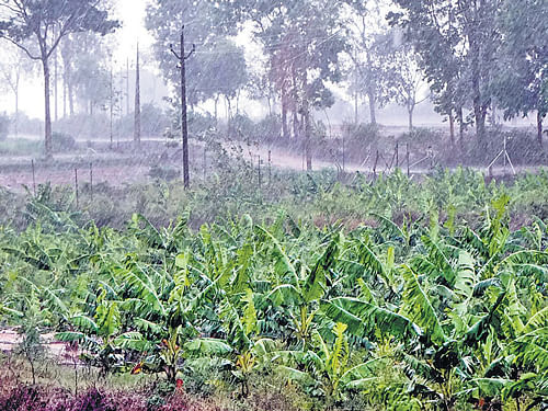 Banana plantation damaged due to heavy rain in HD Kote taluk of Mysore district on Monday. DH&#8200;Photo