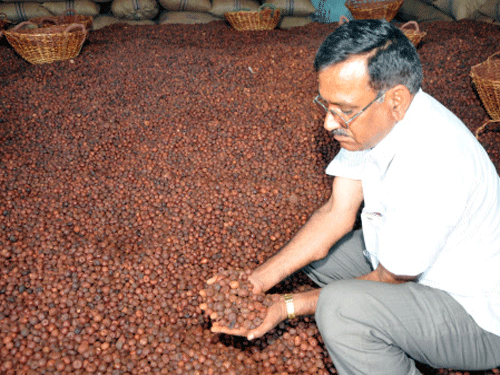 Central Arecanut and Cocoa Marketing and Processing Co-operative (Campco) Limited President Konkodi Padmanabha has said that the arecanut growers have lost faith with the present government at the centre, as it has failed to protect the interest of the growers. DH Photo
