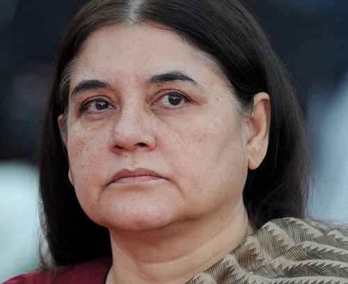 In the midst of war of words between Priyanka Gandhi and her cousin Varun, Maneka Gandhi today said there was no war and her son was fighting his elections just like Congress was fighting theirs. / DH file image