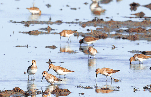 Dunlins, a type of migratory shorebird, use "pop up"wetlands created in California's once-lush Central Valley by the BirdReturns programme, thework of conservationists. THE NATURE CONSERVANCY