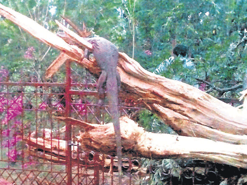 A Varanus which was inside a tree died when lightning struck the tree at Abachoor in Mudigere. DH Photo