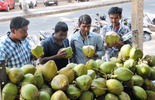 People drinking coconut water on a hot summer day. DH photo