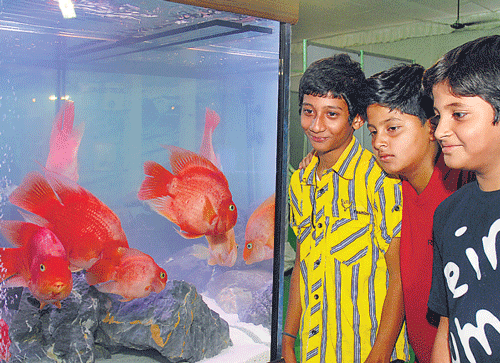 Watching fish movement in an aquarium is considered a stress buster. DH photo