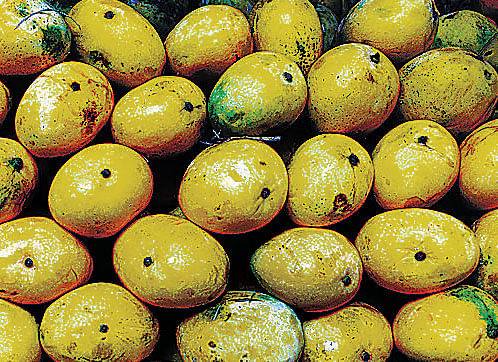 Mango yield has dipped due to poor rainfall. DH photo