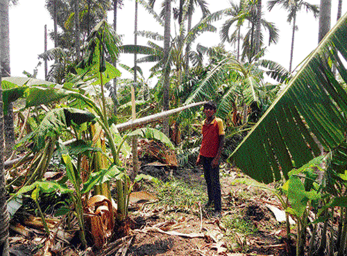 A banana plantation was damaged at Basavanahalli in Tarikere in Chikmagalur district following gusty wind coupled with heavy rain on Sunday night. DH&#8200;photo
