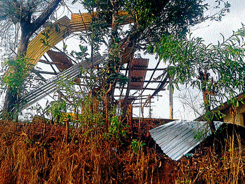The rains coupled with gusty winds that lashed across Puttur uprooted electric poles and trees.  DH photo