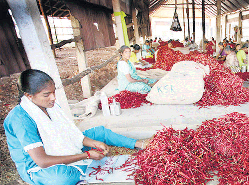 The Guntur west houses Asia's largest chilli yard. The party that wins the chilli yard area usually wins the LS seat.