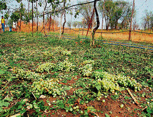 Bijapur district, known for its perennial drought, received higher than usual rainfall in April. DH photo