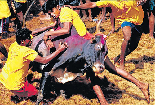 The Supreme Court Wednesday banned Tamil Nadu's centuries-old Jallikattu bull fights. PTI photo