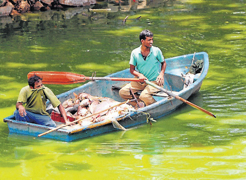 Workers seen removing dead fish at Karanji Lake, in Mysore, on Saturday. DH Photo