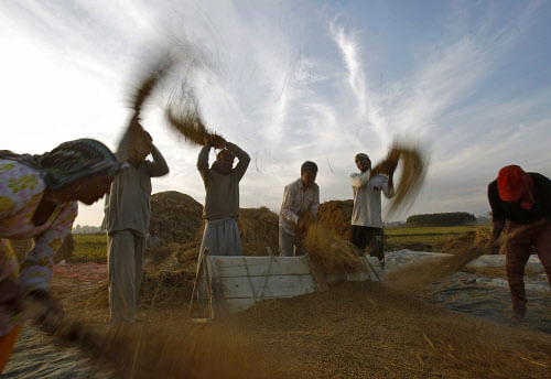 India is set to harvest a record 264.4 million tonnes of grains in the crop year that ends in June, the farm ministry said on Friday, easing pressure on a new government that may have to deal with poor monsoon rains later in 2014 due to the El Nino weather pattern. / reuters
