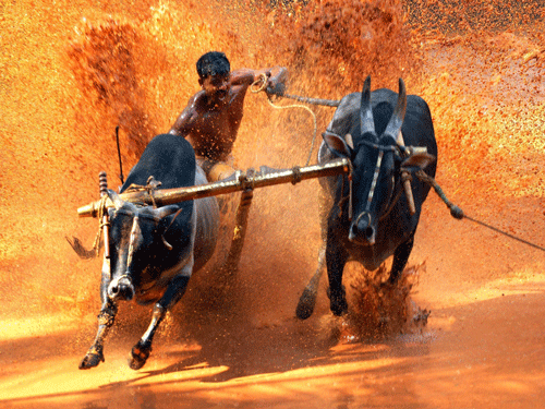 Even as the debates are on over the Supreme Court's order on banning the exhibition and training of bulls as performing animals affecting Kambala, the Kambala experts are mulling over modifying Kambala, to retain it as a traditional sport. PTI photo