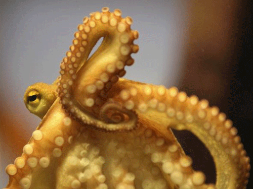Ever wondered why the hundreds of suckers lining an octopus' arms do not grab onto the octopus itself? AP file photo