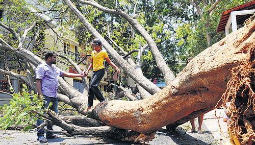 A tree uprooted following heavy rain at Banashankari  1st Stage in the City. DH photo