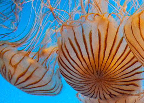 Jellyfish and other gelatinous zooplankton are present throughout the world's oceans, with the greatest concentrations in the mid-latitudes of the northern hemisphere, showed the scientists who created the world's first global jellyfish database. Reuters File Photo.