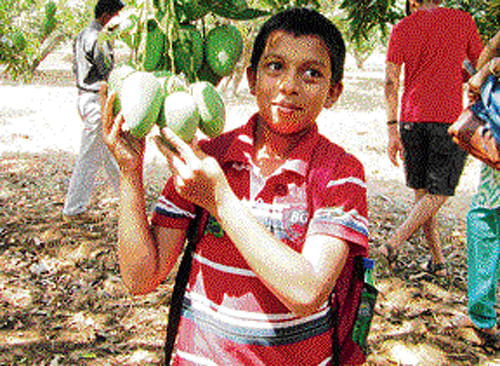 A boy adores a bunch of mangoes at the Mango Festival in Srinivaspur on Sunday. dh photo