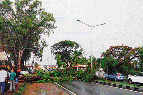 mighty fall: Three trees were uprooted at Periyapatna in Mysore district, following heavy rainfall on Thursday. dh photo