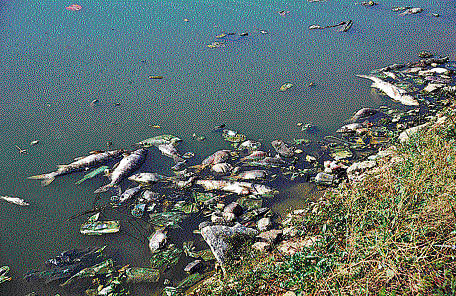 something fishY: Dead fish float in the polluted Dorekere lake in Padmanabhanagar. dh Photos