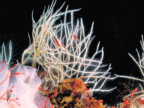 Most deep-sea sponges filter feed by slurping bacteria.