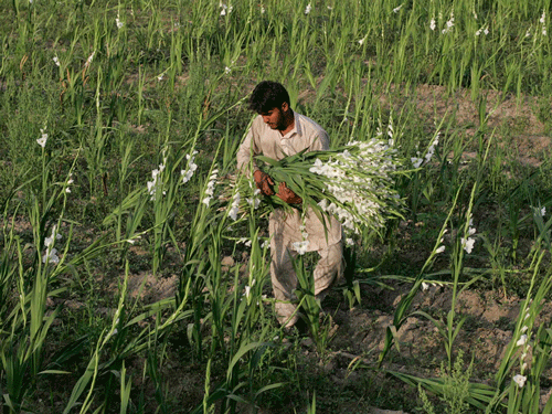 Climate change has a huge impact on small-scale farming. Reuters file photo