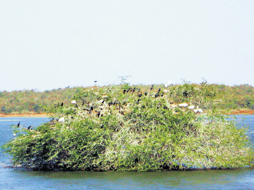 A refuge for migratory birds, Attiveri Bird Sanctuary is the perfect place to go this summer. Photo by author