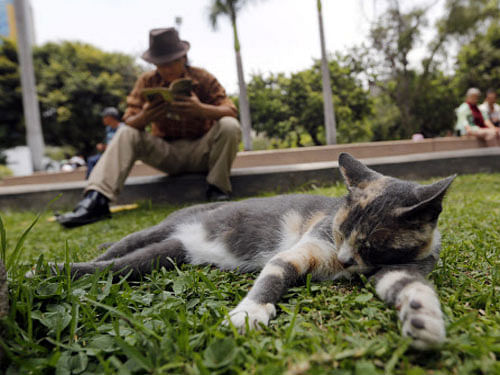 Your pet can tell a lot about you and if a new study is to be believed, people with dogs at home are more energetic but feline lovers are more intelligent. Reuters photo
