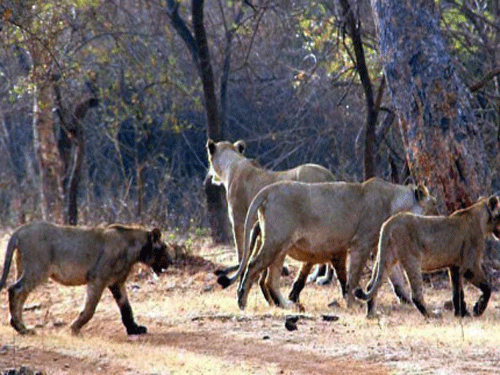 Western Railway has agreed to reduce speed of trains passing through tracks near Gir forest in Gujarat's Amreli district to prevent accident of Asiatic lions moving in the area, a senior forest official said today. PTI file photo