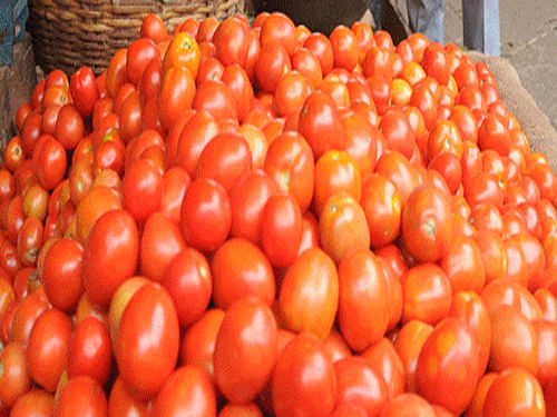 Love tomatoes? You have more reasons to relish them as a tomato-rich diet may lower kidney cancer risk, especially in case of women. DH file photo