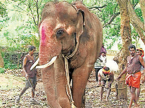 Tortured in M'rashtra temple, elephant finds refuge in BBP