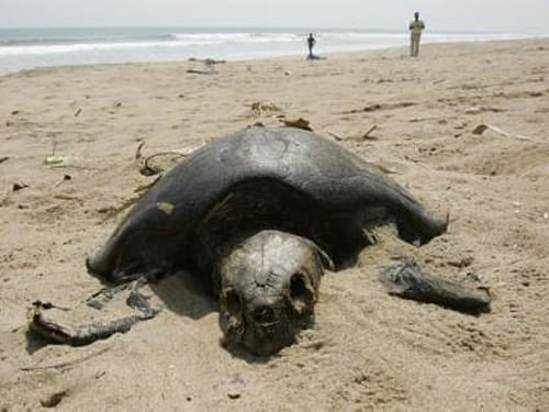 The Gahirmatha beach in Odisha's coastal Kendrapara district wears an abandoned look, as the endangered Olive Ridley sea turtles did not march on its sands for mass nesting as they do every year. Reuters file photo