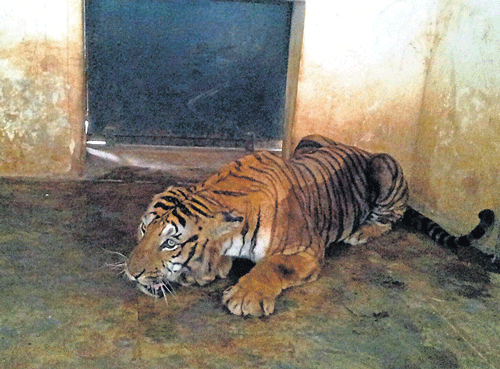 Almost anybody who has heard of Shiva, the tiger that earned the reputation of being a man-eater, wonders if they can catch a glimpse of him when they visit the Sri Chamarajendra Zoological Gardens, popularly known as Mysore Zoo.  DH photo