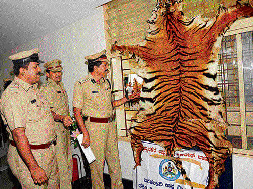 prize catch: Police officers take a look at the tiger pelt displayed at the property parade in the City on Tuesday. Dh Photo