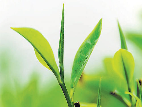 Tea leaves from the Makaibari tea estate produce an aromatic golden liquid that is said to trap rays from the sun. DHNS