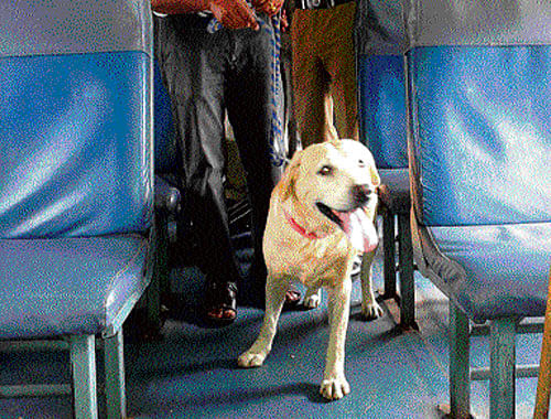 on alert mode: A sniffer dog inside a bogie of the  Dharwad-Bangalore Siddaganga Intercity Express at the  Arsikere railway station in Hassan district. dh Photo