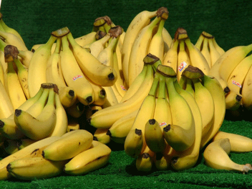 The banana will soon have its first human trial to test its effect on vitamin A levels, the Queensland-based researchers said today. DH photo for representation purpose only