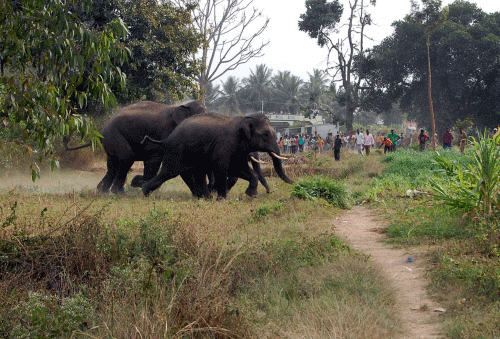 In the wake of increasing incidents of wild elephants straying into human settlements in forest fringe areas, Kerala government has set up eight Rapid Response Teams (RST) to undertake urgent steps to check the menace. DH photo