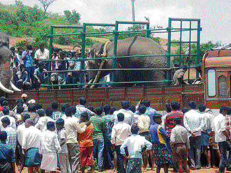 AT LAST: The rogue elephant captured near Rangaiahanadurga in Channagiri taluk of Davangere district on Monday is being shifted to Bandipur forests in Mysore district. DH&#8200;Photo