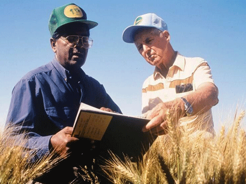 More than 480 high-yielding wheat varieties bred by Rajaram have been released in 51 countries on six continents and have been widely adopted by small- and large-scale farmers alike.. Photo courtesy https://twitter.com/WorldFoodPrize