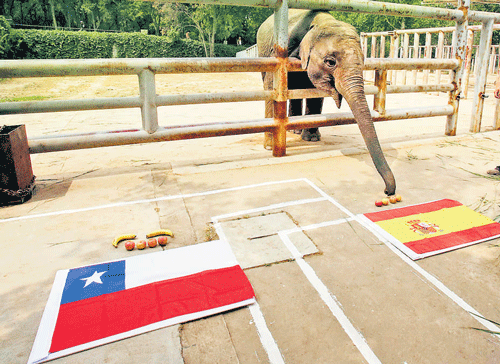 Failed attempt : Chinese elephant Yalu wrongly predicts a Spanish victory against Chile at the Jinan zoo. Reuters