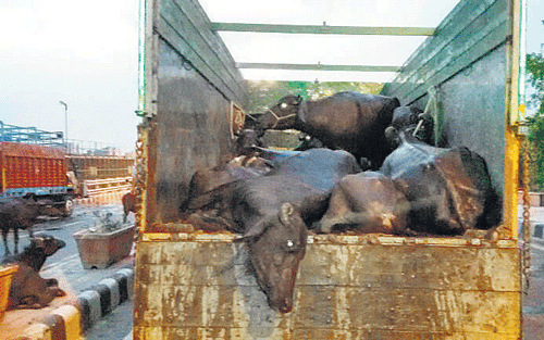 Cattle packed into one of the trucks. DH Photo