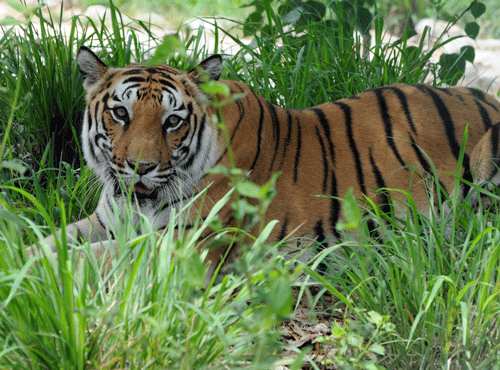 A tiger pounced on an elderly man and disappeared with him into the jungles in the Sundarbans, Forest department sources said. DH File Photo. For Representation Only.