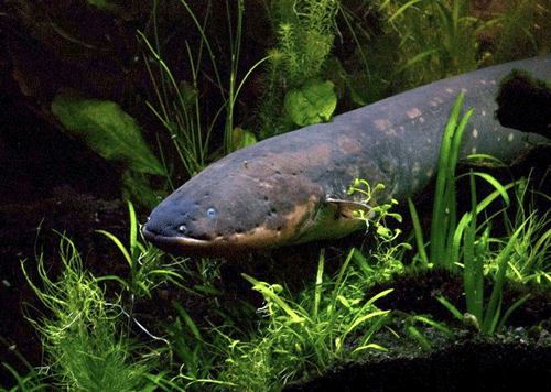 Scientists, including one of Indian-origin, have found how the electric fish evolved its jolt which can be several times more powerful than standard household current. Reuters File Photo